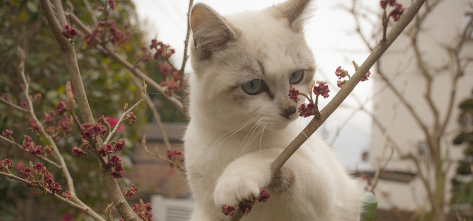 Cute blue eyed little white cat picture