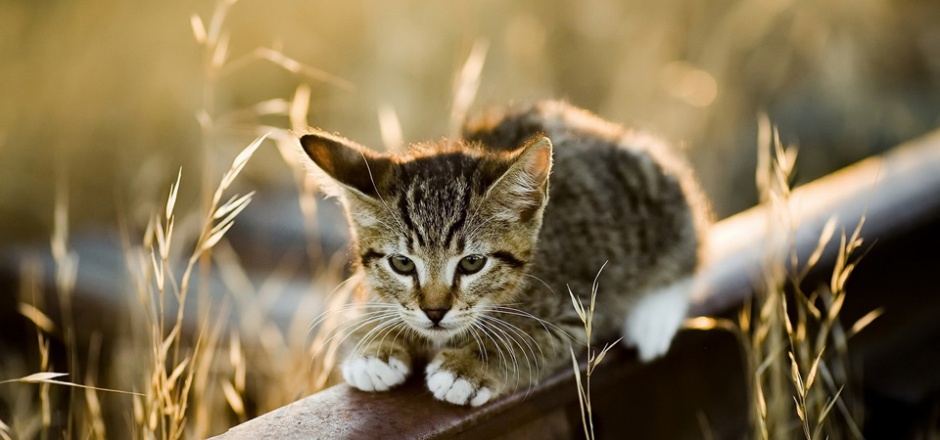 Cute high-definition photography pictures of kittens
