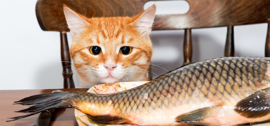 High definition pictures of silly and cute yellow cat and fish