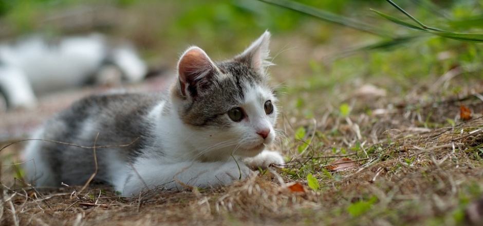 A picture of a super cute little cat on the grass