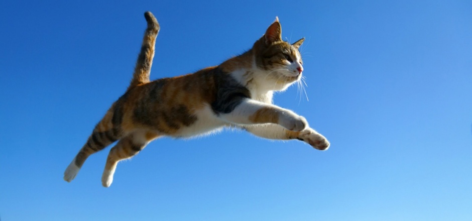 Picture of a cat jumping in the air