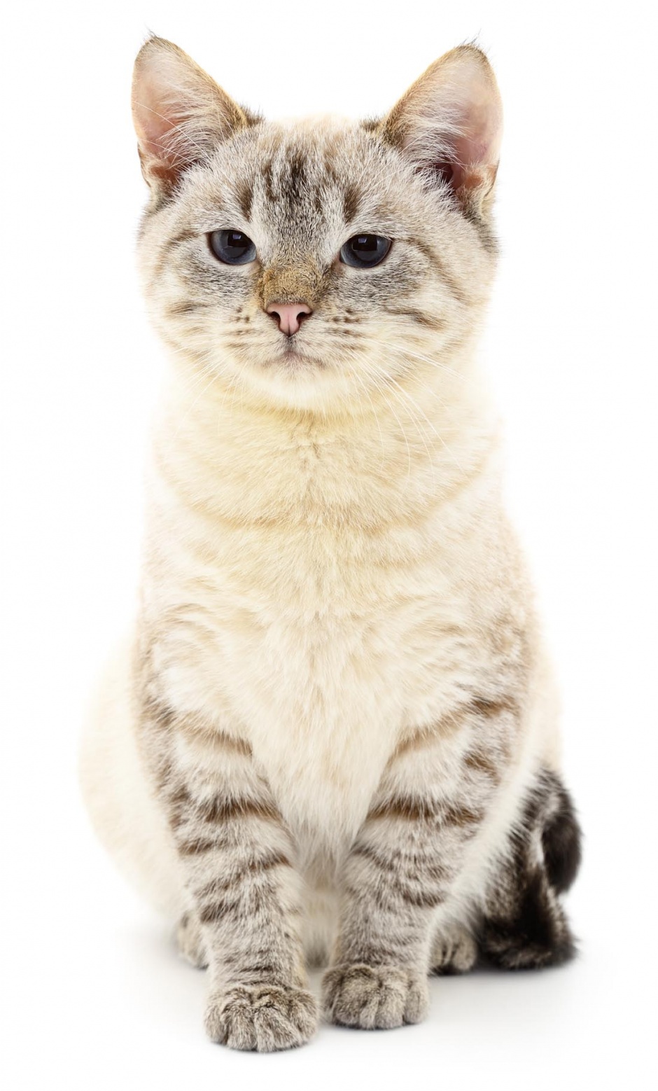 Super cute cute cat high-definition picture
