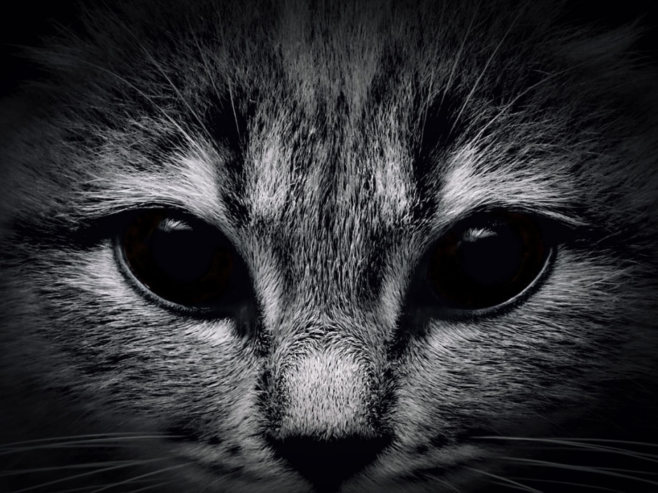 Black cat eye close-up high-definition image
