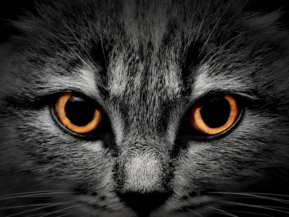 Black cat eye close-up high-definition image