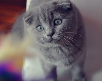 Cute English short blue cat with folded ears, round face and short legs, cat breeds, animal photography pictures