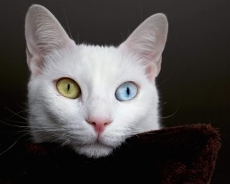 A complete collection of high-definition cat animal photography with blue, green, and white eyes
