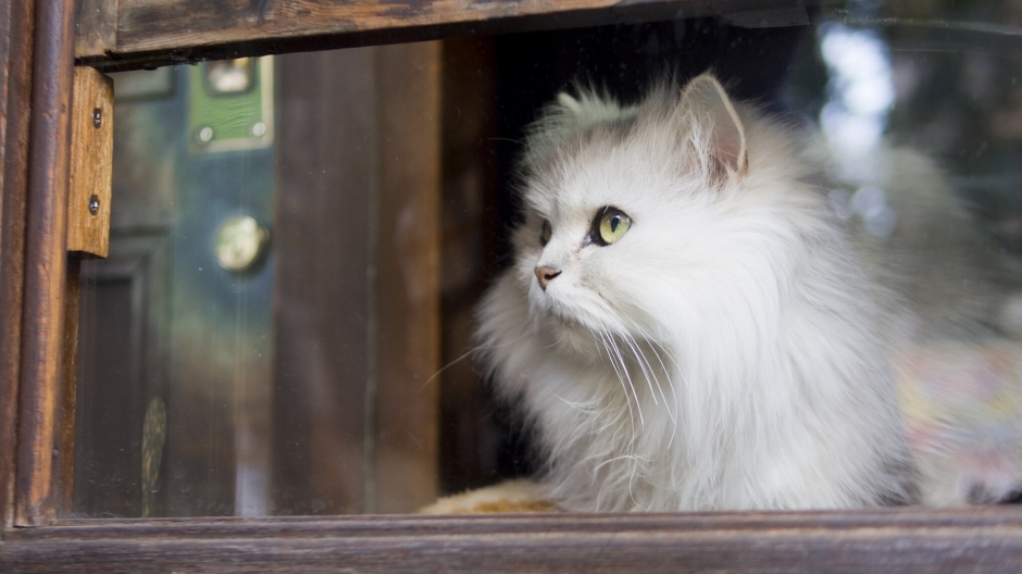 A complete collection of high-definition cat animal photography with blue, green, and white eyes