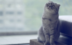 Photos of the cute little Scottish blue and white folded eared cat's life in photography