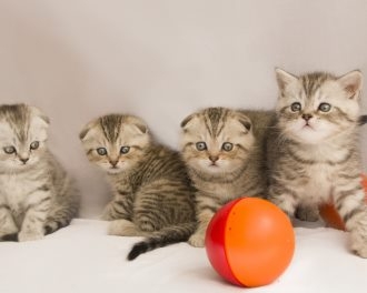 Photos of the cute little Scottish blue and white folded eared cat's life in photography