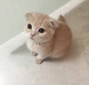 Photos of the cute little Scottish blue and white folded eared cat's life in photography