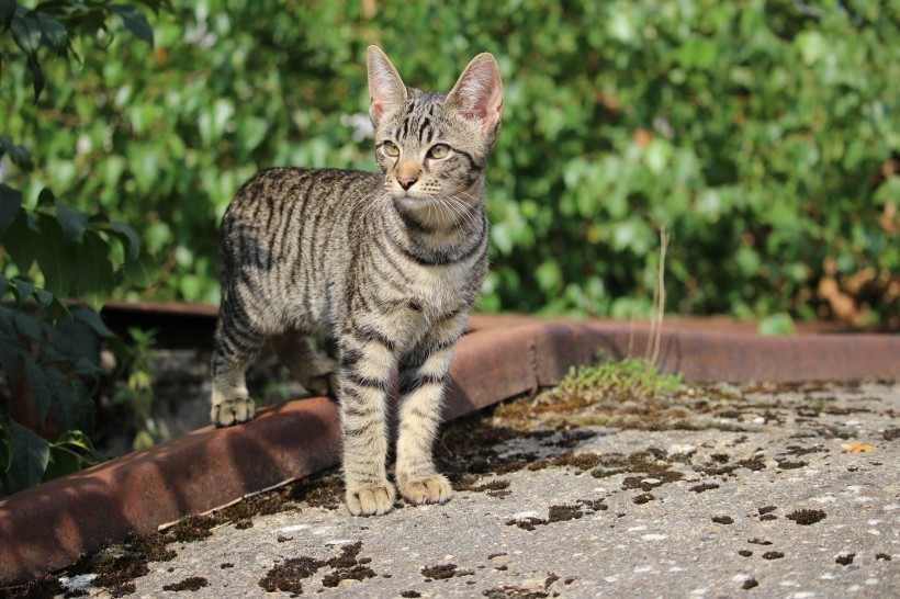 Collection of high-definition photography pictures of Chinese pastoral cats, civets, and small animals