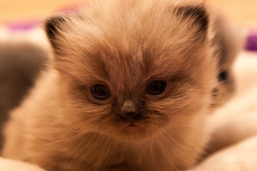 Collection of high-definition photography pictures of Chinese pastoral cats, civets, and small animals