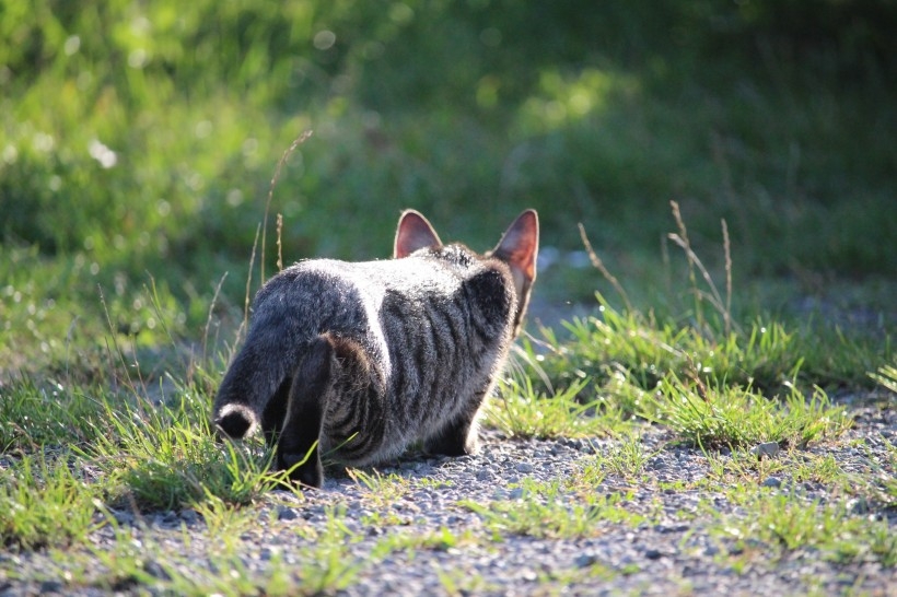 Collection of high-definition photography pictures of Chinese pastoral cats, civets, and small animals