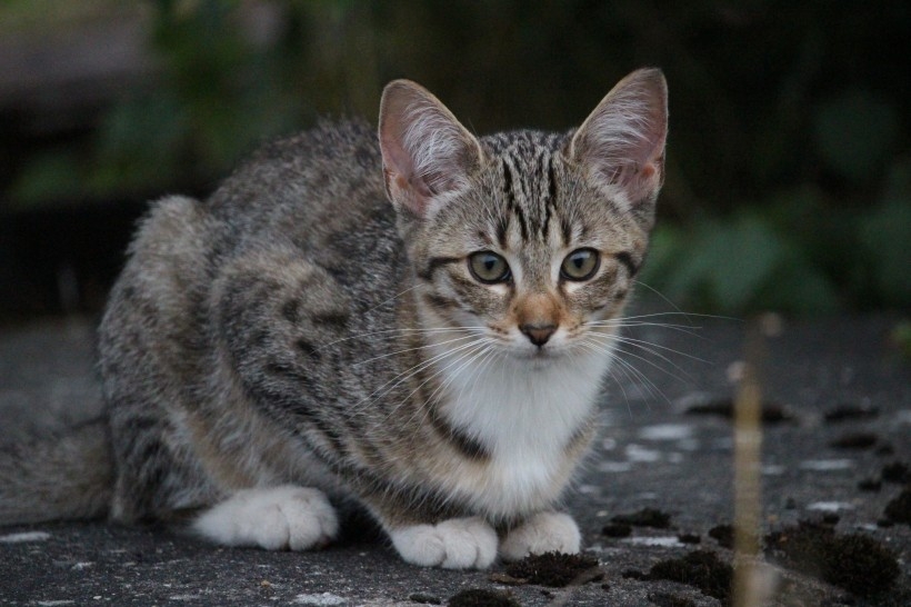 Collection of high-definition photography pictures of Chinese pastoral cats, civets, and small animals