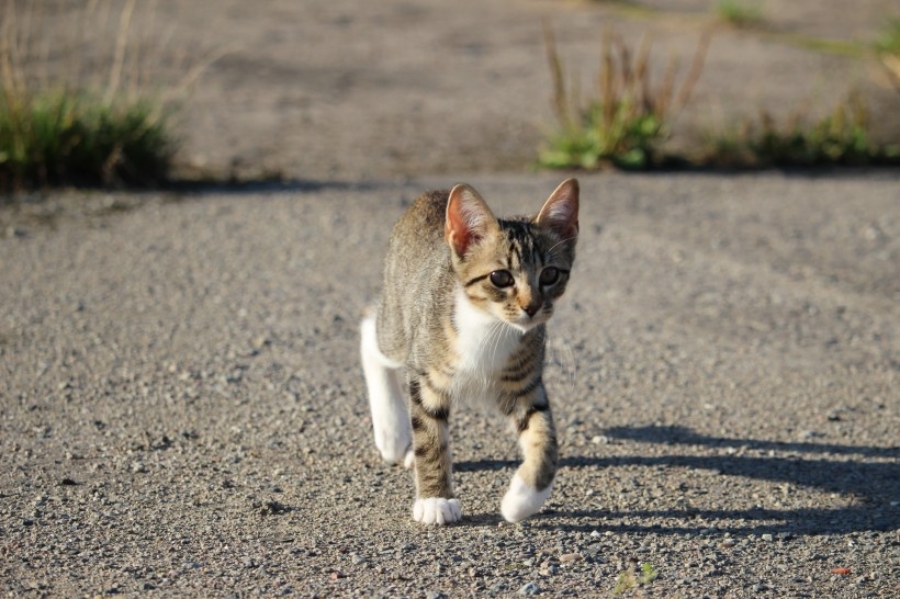 Collection of high-definition photography pictures of Chinese pastoral cats, civets, and small animals