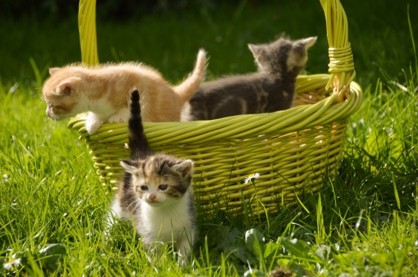 Super cute little cat outdoor play animal photography high-definition close-up pictures
