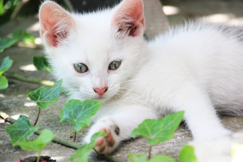 Super cute little cat outdoor play animal photography high-definition close-up pictures