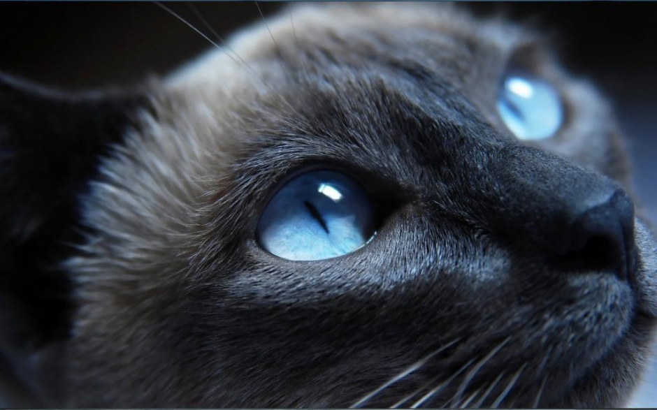 Cat's glass ball like eyes in high-definition close-up, cute little animal photography pictures
