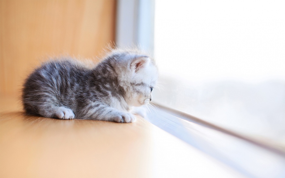 Soft and cute little kitten cute desktop background wallpaper image