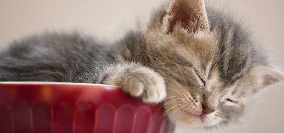 A picture of a cute kitten dozing off