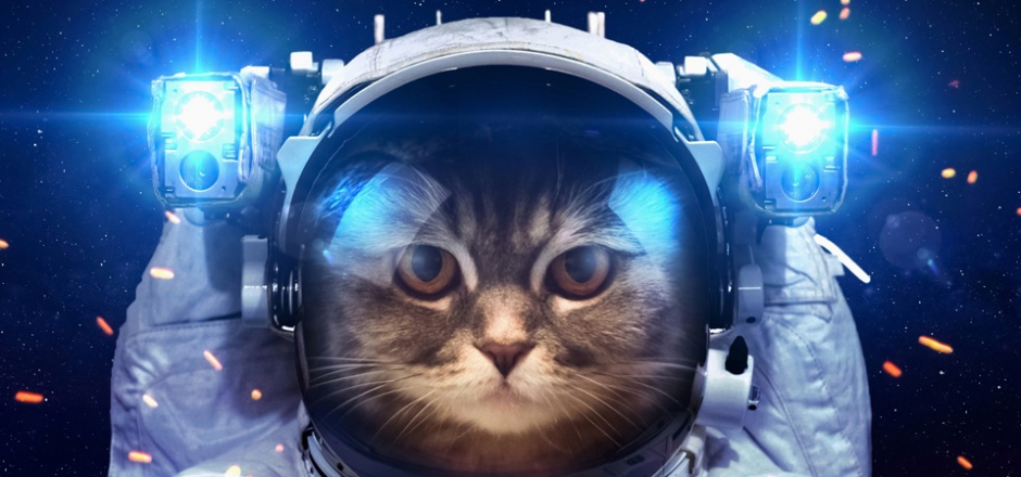 Picture of handsome cat transforming into astronaut