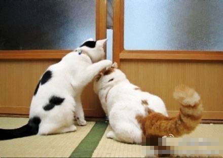 Two funny pictures of peeping cats