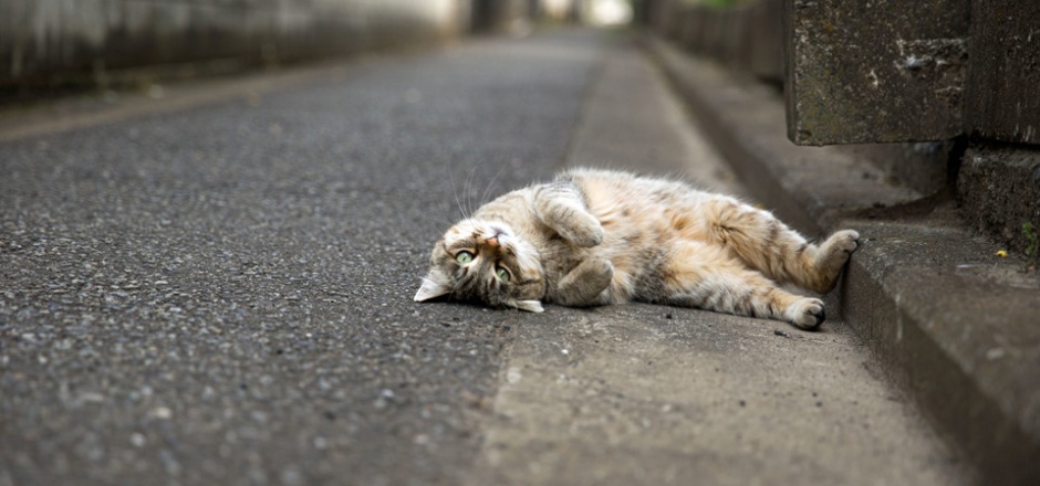 A picture of a cute cat lying on the ground