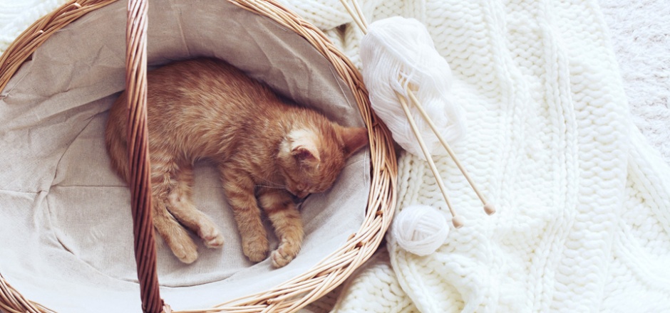 A picture of a cute little cat sleeping in a basket