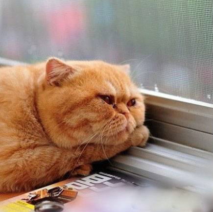 The most melancholic cat animal pictures