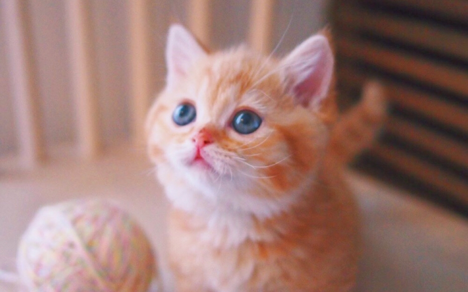 **Cute little kitten picture