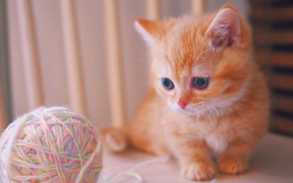 **Cute little kitten picture