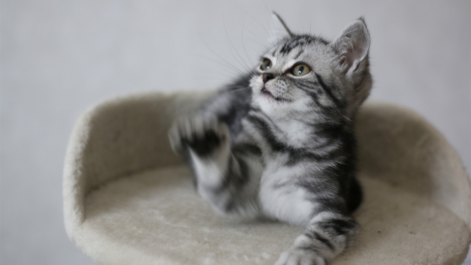 A collection of super cute and adorable pictures of silly little kittens