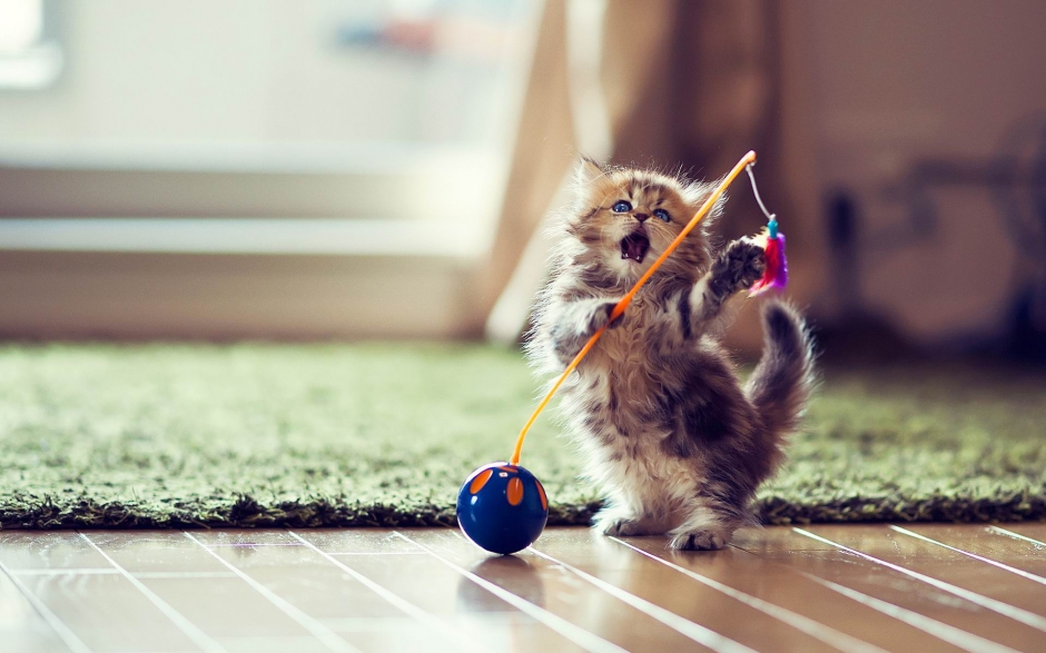 Cute kitten, playful and adorable computer desktop wallpaper
