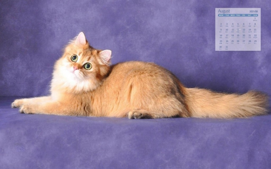 Golden Gradual Cute Cat Healing Calendar Wallpaper