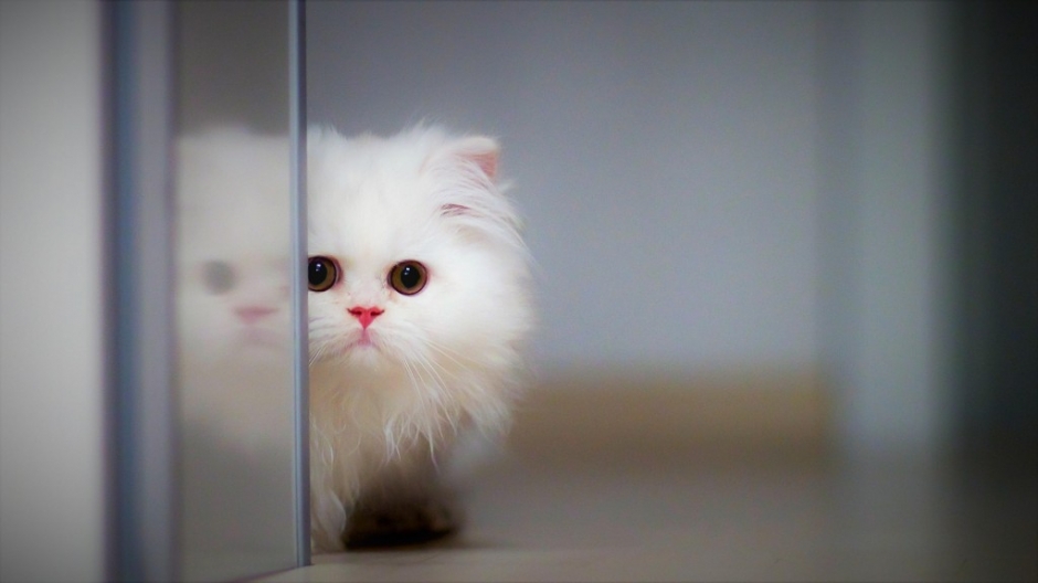 Cute little kitten with big eyes, innocent and cute, landscape high-definition image
