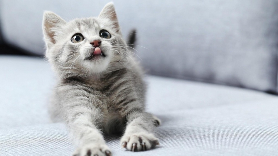 Cute and adorable animal tabletop wallpaper with cute kittens playing