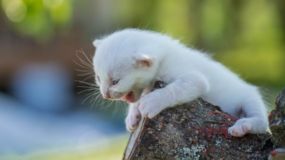 A picture of a cute newborn kitten, a British short haired cat