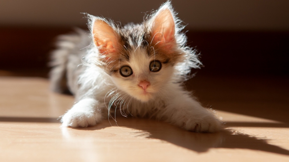 A picture of a cute newborn kitten, a British short haired cat