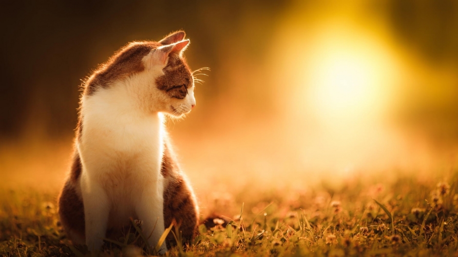 High definition picture wallpaper of cute cats and animals under the sunset