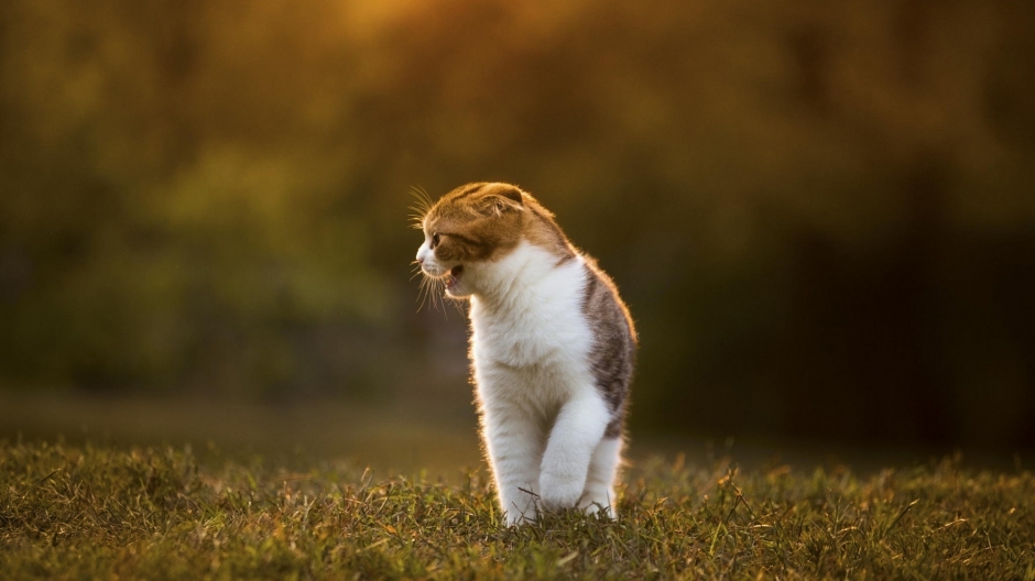 High definition picture wallpaper of cute cats and animals under the sunset