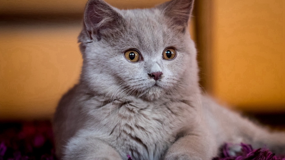 Super cute cat animal healing desktop wallpaper image
