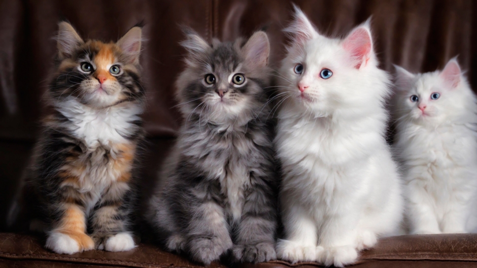 Super cute cat animal healing desktop wallpaper image