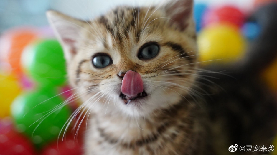 Super cute little cat, high-definition animal pictures of Chinese countryside cats