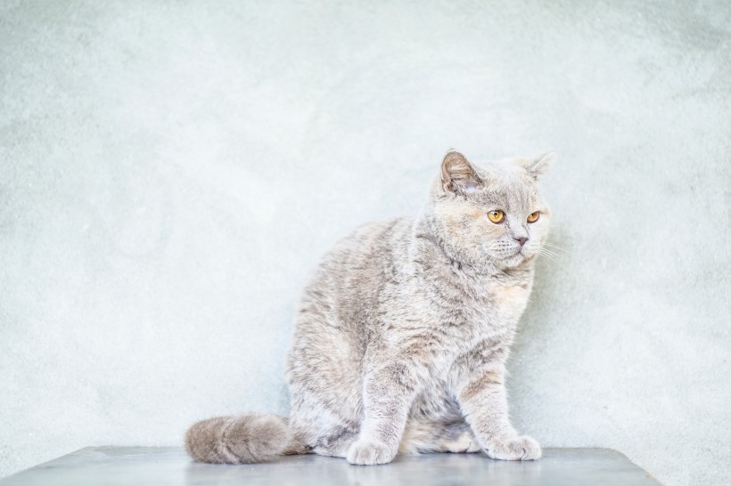 Photo of cute pet of British short haired cat, golden gradient blue cat