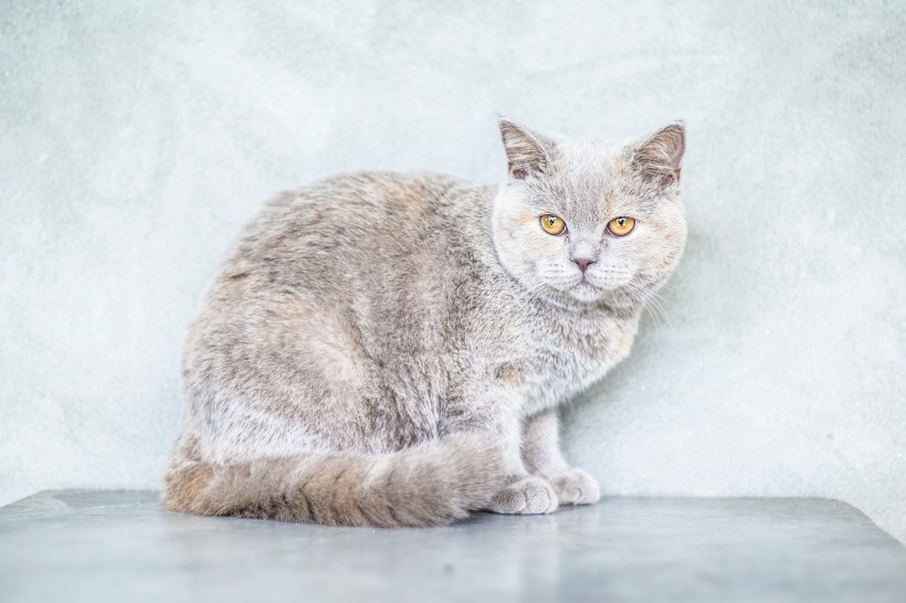 Photo of cute pet of British short haired cat, golden gradient blue cat