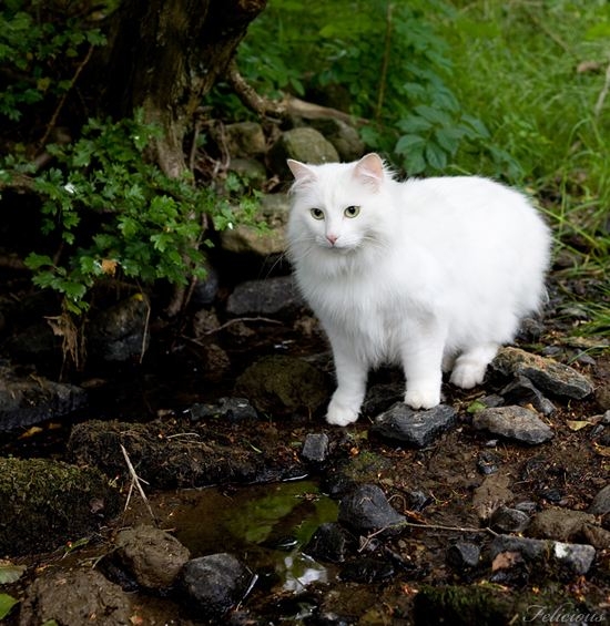 White long haired cat Siberian forest cat animal picture