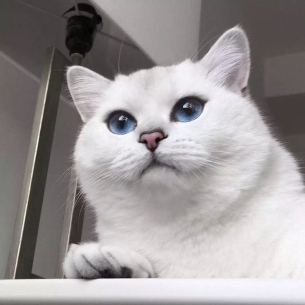 British short tailed cat, blue cat, silver gradient super cute cat breed, lock screen wallpaper, WeChat avatar image