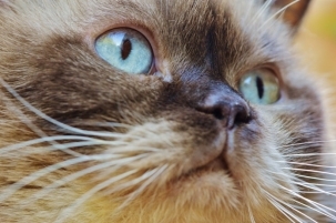 British short tailed cat, blue cat, silver gradient super cute cat breed, lock screen wallpaper, WeChat avatar image