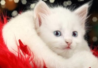 Cute little kittens, cute animals, cute pets, beautiful girl's heart, beautiful WeChat avatar, phone high-definition wallpaper image