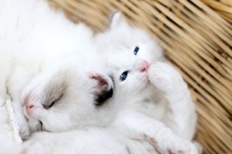 Soft and cute white cross eyed cat and kitten animal photography high-definition wallpaper image